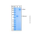 Recombinant Human Meprin alpha Subunit/MEP1A Protein