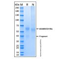 Recombinant Human ADAM8/CD156a Protein