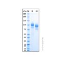 Recombinant Human OCAM/NCAM2 Protein