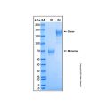Recombinant Human NKp46/NCR1 Protein
