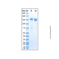Recombinant Human Neurofascin Protein
