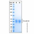 Recombinant Human PD-L2/B7-DC Protein