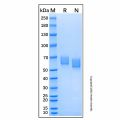 Recombinant Human PSG1 Protein