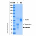 Recombinant Human RGM-A Protein