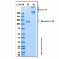 Recombinant Human Semaphorin 4C Protein