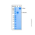 Recombinant Human Semaphorin 5A Protein