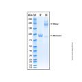 Recombinant Human Semaphorin 3C Protein