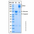 Recombinant Human Semaphorin 3F Protein