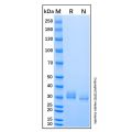 Recombinant Human Siglec-15 Protein