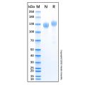 Recombinant Human Contactin-2/TAG1 Protein