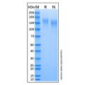 Recombinant Human Endosialin/CD248 Protein