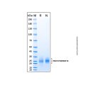 Recombinant Human TROY/TNFRSF19 Protein