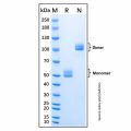 Recombinant Human RELT/TNFRSF19L Protein
