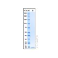 Recombinant Mouse Complement Component C3a Protein