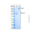 Recombinant Mouse CD36/SR-B3 Protein