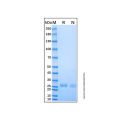Recombinant Mouse CD40/TNFRSF5 Protein