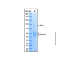 Recombinant Mouse B7-1/CD80 Protein