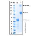 Recombinant Mouse Fas/TNFRSF6/CD95 Protein