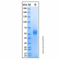 Recombinant Mouse GITR/TNFRSF18 Protein