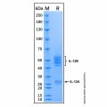 Recombinant Mouse IL-12 Protein