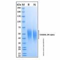 Recombinant Mouse CD25/IL-2R alpha Protein