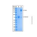 Recombinant Mouse NKp46/NCR1 Protein