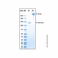 Recombinant Mouse Semaphorin 3A Protein