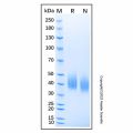 Recombinant Mouse SLAM/CD150 Protein