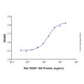 Recombinant Rat VEGF 164 Protein