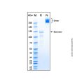 Recombinant Mouse Semaphorin 3F Protein