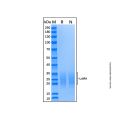 Recombinant Mouse LAIR1 Protein