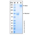 Recombinant Human AMIGO2 Protein