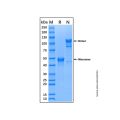 Recombinant Human ILDR2 Protein