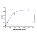 Recombinant Human BMP-4 GMP Protein