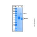 Recombinant Mouse CD4 Protein