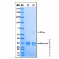 Recombinant Cotton Rat CD8 alpha Protein