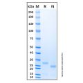 Recombinant Human Trypsin 2/PRSS2 Protein