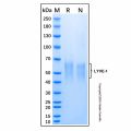 Recombinant Human LYVE-1 Protein