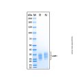 Recombinant Cynomolgus Monkey LAIR1 Protein