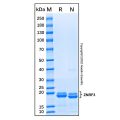 Recombinant Human ZNRF3 Protein