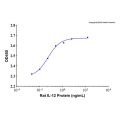 Recombinant Rat IL-12 Protein