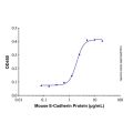 Recombinant Mouse E-Cadherin Protein