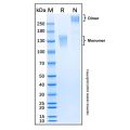 Recombinant Mouse Mer Protein