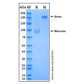 Recombinant Human SREC-I/SCARF1 Protein