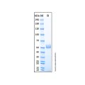 Recombinant Mouse Frizzled-2 Protein