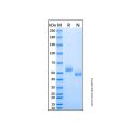 Recombinant Human HAI-1 Protein
