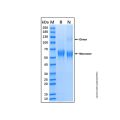 Recombinant Mouse MAdCAM-1 Protein