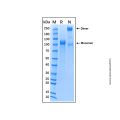 Recombinant Mouse E-Selectin/CD62E Protein