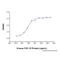 Recombinant Human FGF-10 Protein
