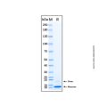 Recombinant Human CCL19/MIP-3 beta Protein
